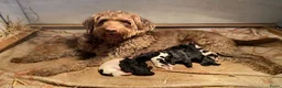 Labradoodle honden te koop:  Medium Labradoodle pups  zoeken gouden mandje - Advertentie 1