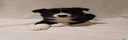Border Collie honden te koop: Border Collie pups  - Advertentie 4