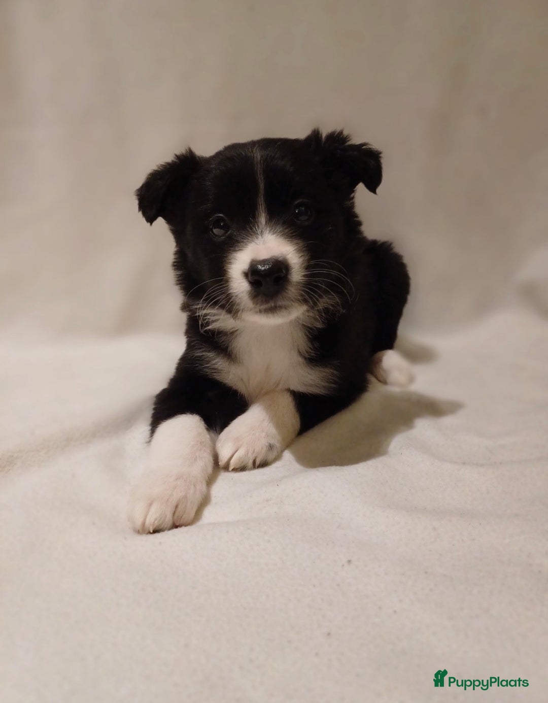 Border Collie honden te koop: Border Collie pups  - Advertentie 4