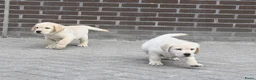 Labrador Retriever honden te koop: Knappe Labrador pups met stamboom ! - Advertentie 29