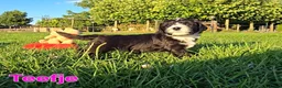 Maltipoo honden te koop: 🥰 9 Prachtige Maltipoo pups! Unieke kleuren 🐶 - Advertentie 18