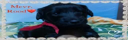 Australian Labradoodle honden te koop: Prachtig nestje Australian Labradoodles van Koosje - Advertentie 4