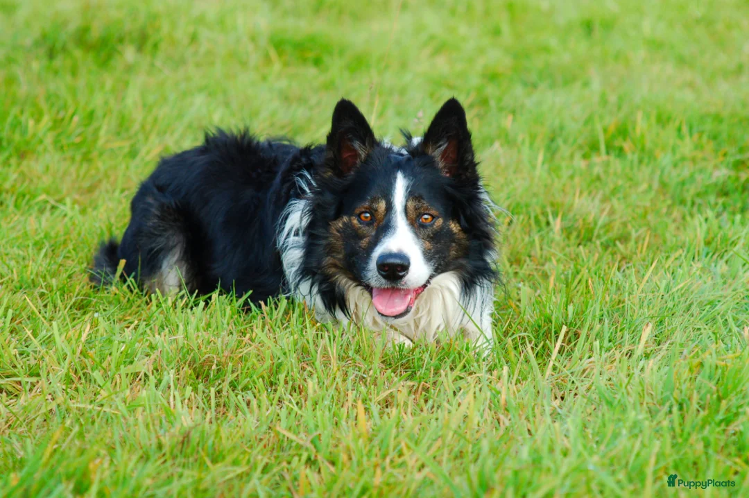 Border Collie honden te koop: Twee leuke bordercollie reutjes in Doezum - Advertentie 8