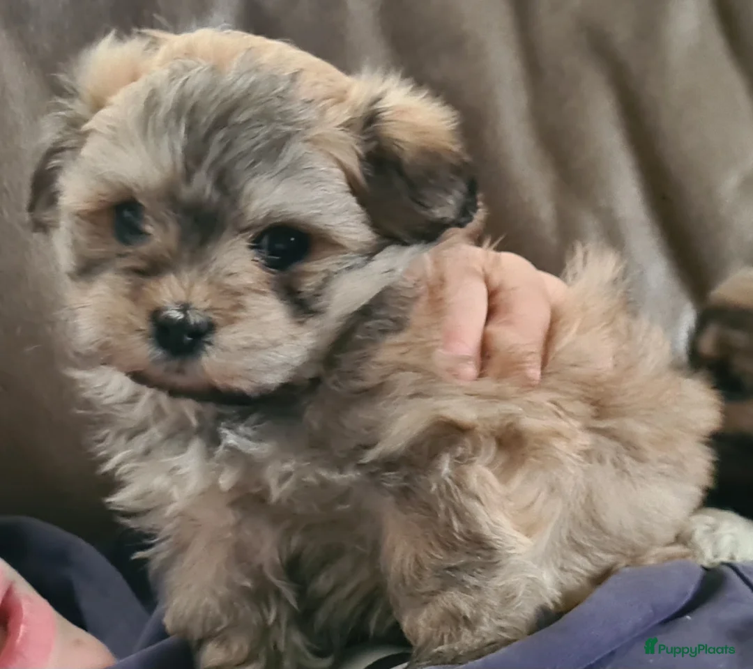 Kruising honden te koop: Prachtige lieve shipom pups - Advertentie 25