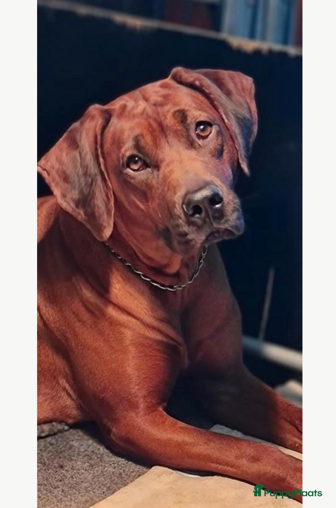 Rhodesian Ridgeback honden Rhodesian Ridgeback pups  - Advertentie 1