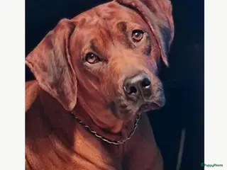 Rhodesian Ridgeback honden Rhodesian Ridgeback pups - Advertentie 2