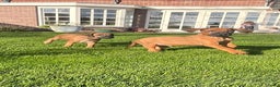 Rhodesian Ridgeback honden te koop: Rhodesian ridgeback pups met stamboom  - Advertentie 4