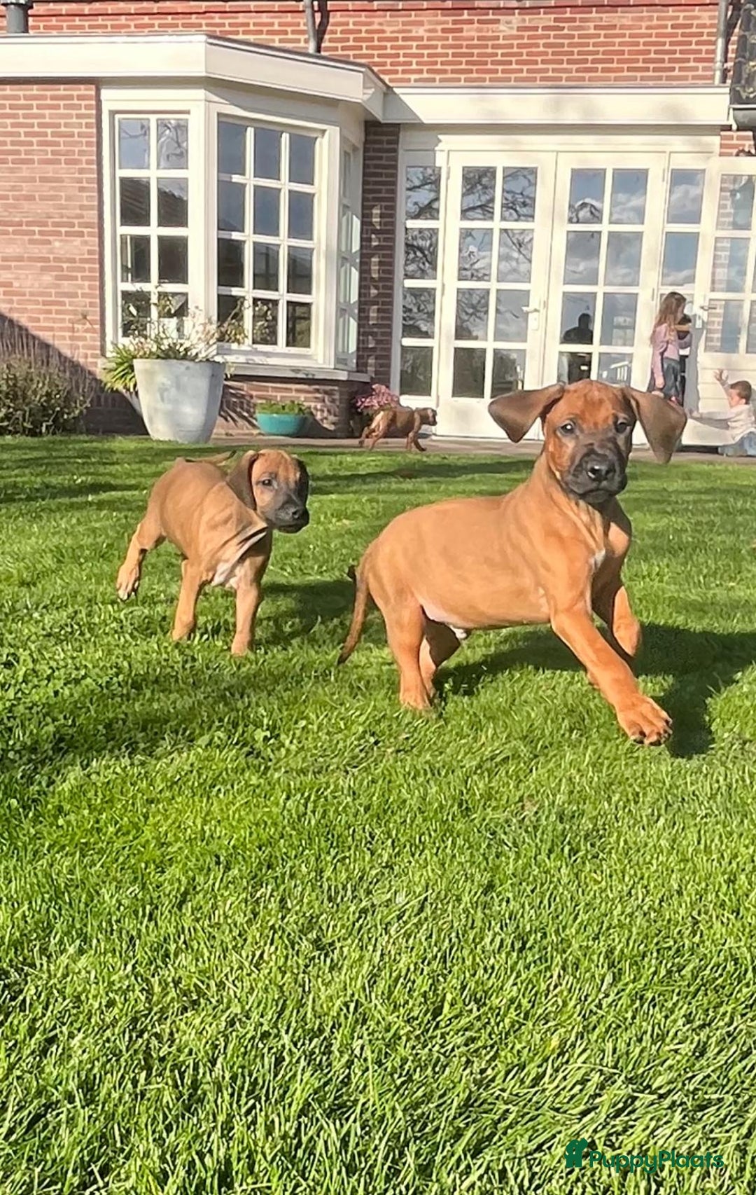 Rhodesian Ridgeback honden te koop: Rhodesian ridgeback pups met stamboom  - Advertentie 4
