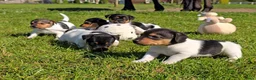 Jack Russel Terriër honden te koop: 🥰 5 Prachtige Jack Russel pups! 🐶 - Advertentie 3