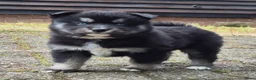 Kruising honden te koop: Pomsky x shiba inu (1/4) pups - Advertentie 3