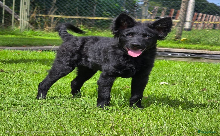 Mudi honden - Advertentie 1