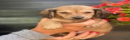 Teckel (langhaar) honden te koop: Langharige teckel pups - Advertentie 4