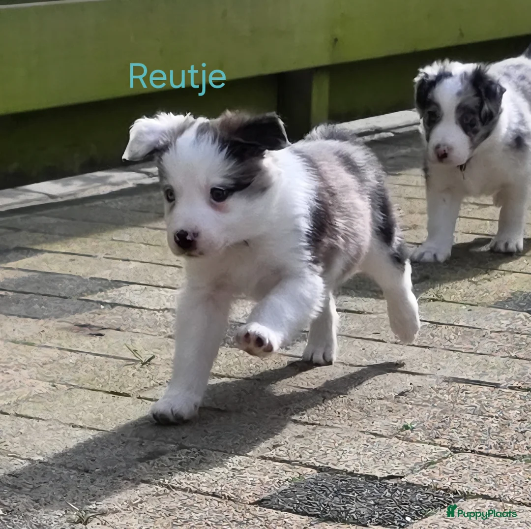 Border Collie honden te koop: 5 geweldige Border collie pups in Hoogeveen - Advertentie 1