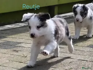 Border Collie honden 5 geweldige Border collie pups - Advertentie 1