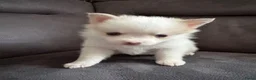 Pomsky honden te koop: Pomeriaan pomsky pups - Advertentie 15