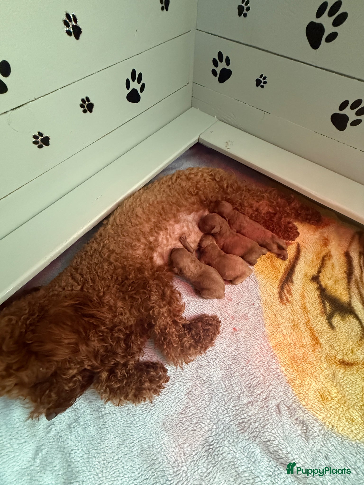 Poedel Toy honden Poedel toy pups 🐩🥰 - Advertentie 4
