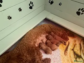 Poedel Toy honden Poedel toy pups 🐩🥰 - Advertentie 4