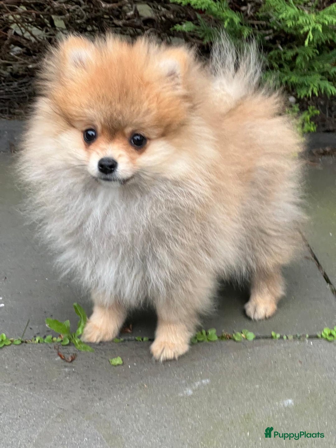 Pomeriaan honden te koop: 3 Maanden Oude Speelse & Liefdevolle Puppy - Advertentie 7