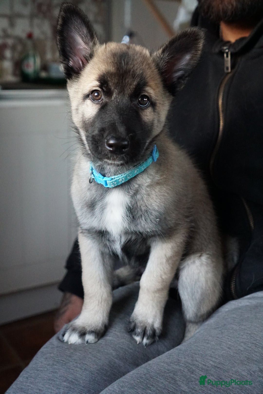 Kruising honden te koop: Prachtige Husky x Mechelse herder kruising pups - Advertentie 2