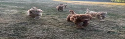 Australian Labradoodle honden te koop: Australian Labradoodles - Advertentie 8