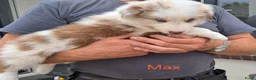 Border Collie honden te koop: Goed thuis gezocht voor Max en Juro - Advertentie 2