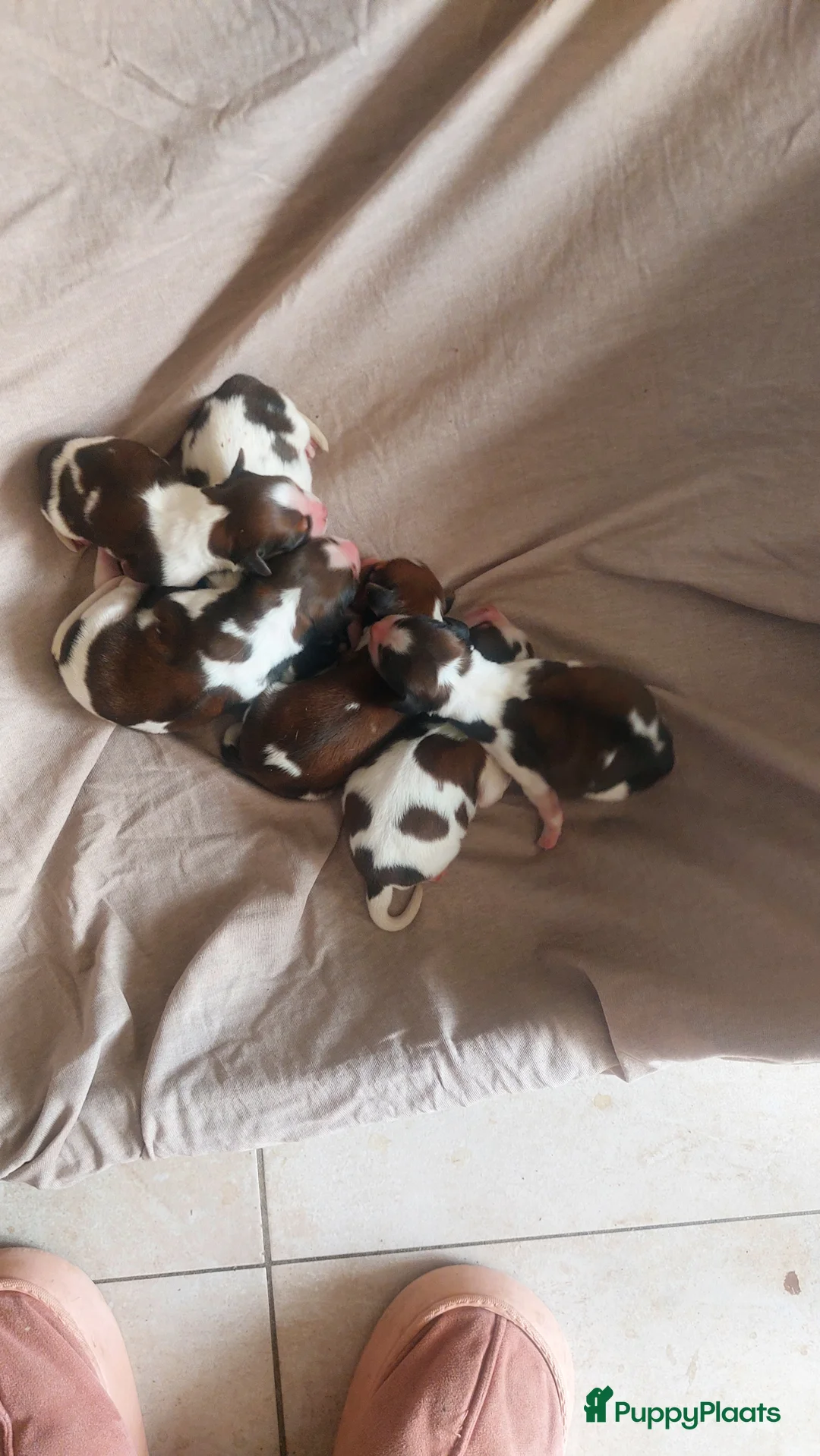 Kooikerhondje honden te koop: Schitterende kooikerpups - Advertentie 4