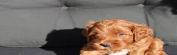 Australian Labradoodle honden te koop: Prachtige Australian Labradoodle pups in Velp - Advertentie 22