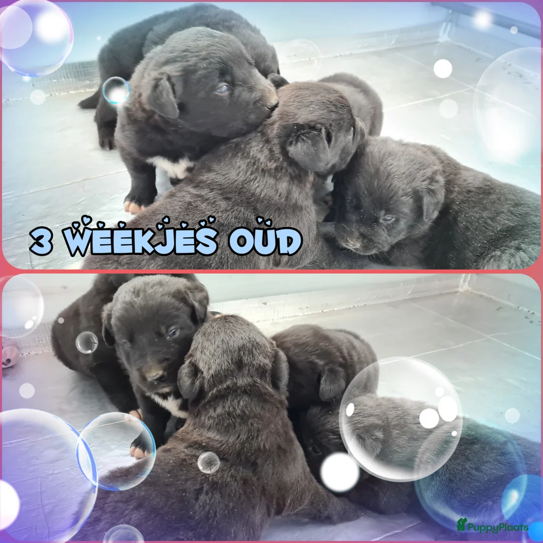 Kruising honden te koop: Uniek Borador pups van Stamboomouders F1 - Advertentie 4