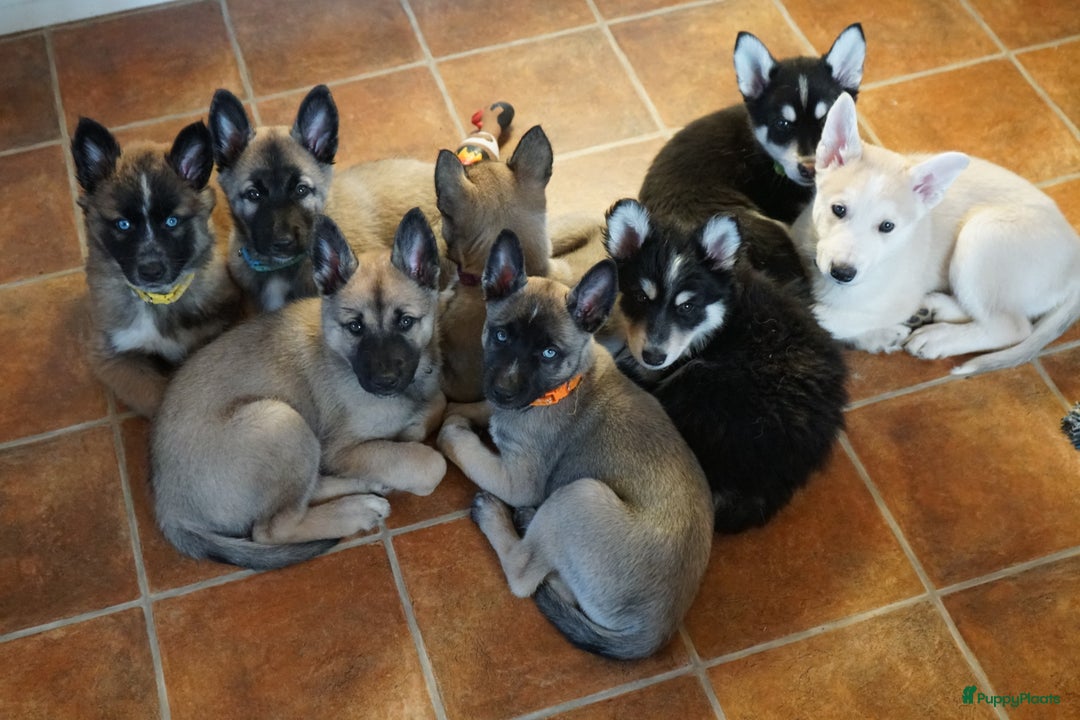 Galerij afbeelding {{count}}