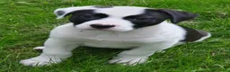 Kruising honden te koop: Laaste pup is nog op zoek naar een liefdevol thuis - Advertentie 4