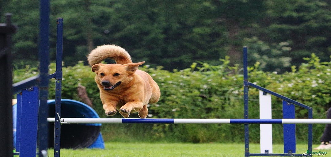 Galerij afbeelding {{count}}