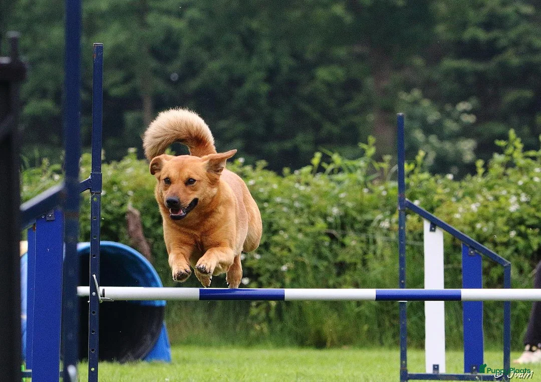 Galerij afbeelding {{count}}