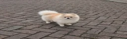 Pomeriaan honden te koop: Mooi klein pomeranian reutje - Advertentie 2
