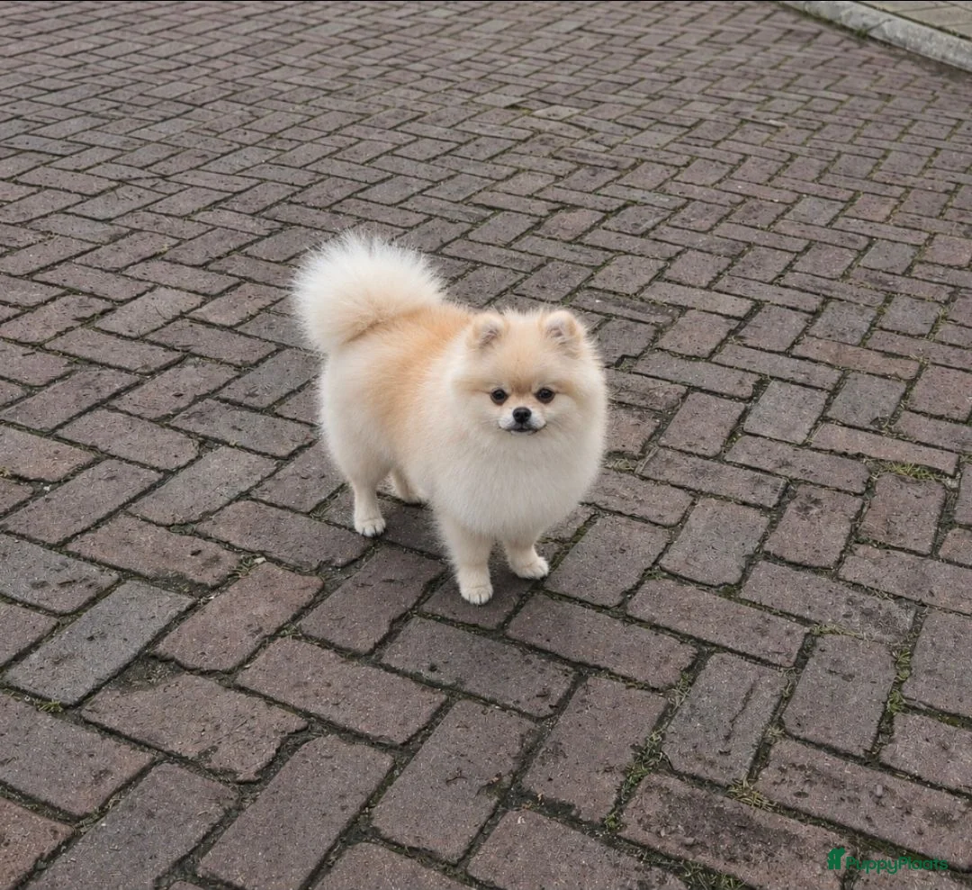 Pomeriaan honden te koop: Mooi klein pomeranian reutje - Advertentie 2