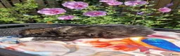 Shih Tzu honden te koop: Raszuivere shih tzu pups  - Advertentie 6