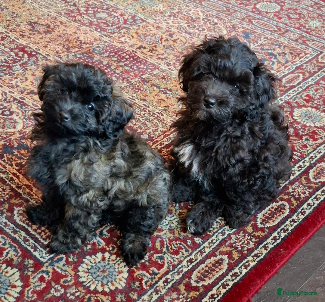 Maltipoo honden te koop: Moos & Pepper - Advertentie 15