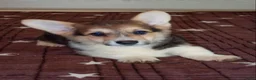 Welsh Corgi Pembroke honden te koop: Welsh Corgi puppy's - Advertentie 3