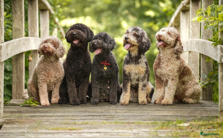 Labradoodle honden - Advertentie 8