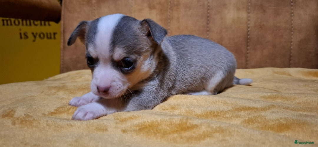 Chihuahua honden te koop: Chihuahua - Advertentie 18