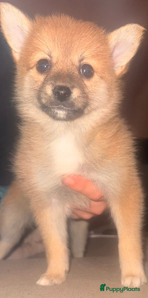 Kruising honden  2 Teefjes uit liefdevol nest  - Advertentie 1