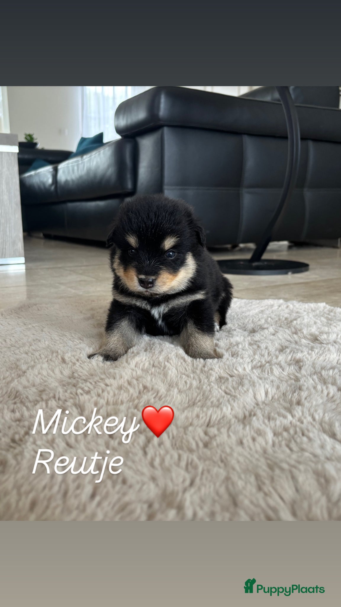 Pomsky honden Pomsky pups - Advertentie 1