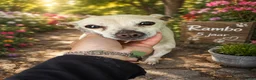 Kruising honden te koop: Rambo zoekt baasje - Advertentie 1