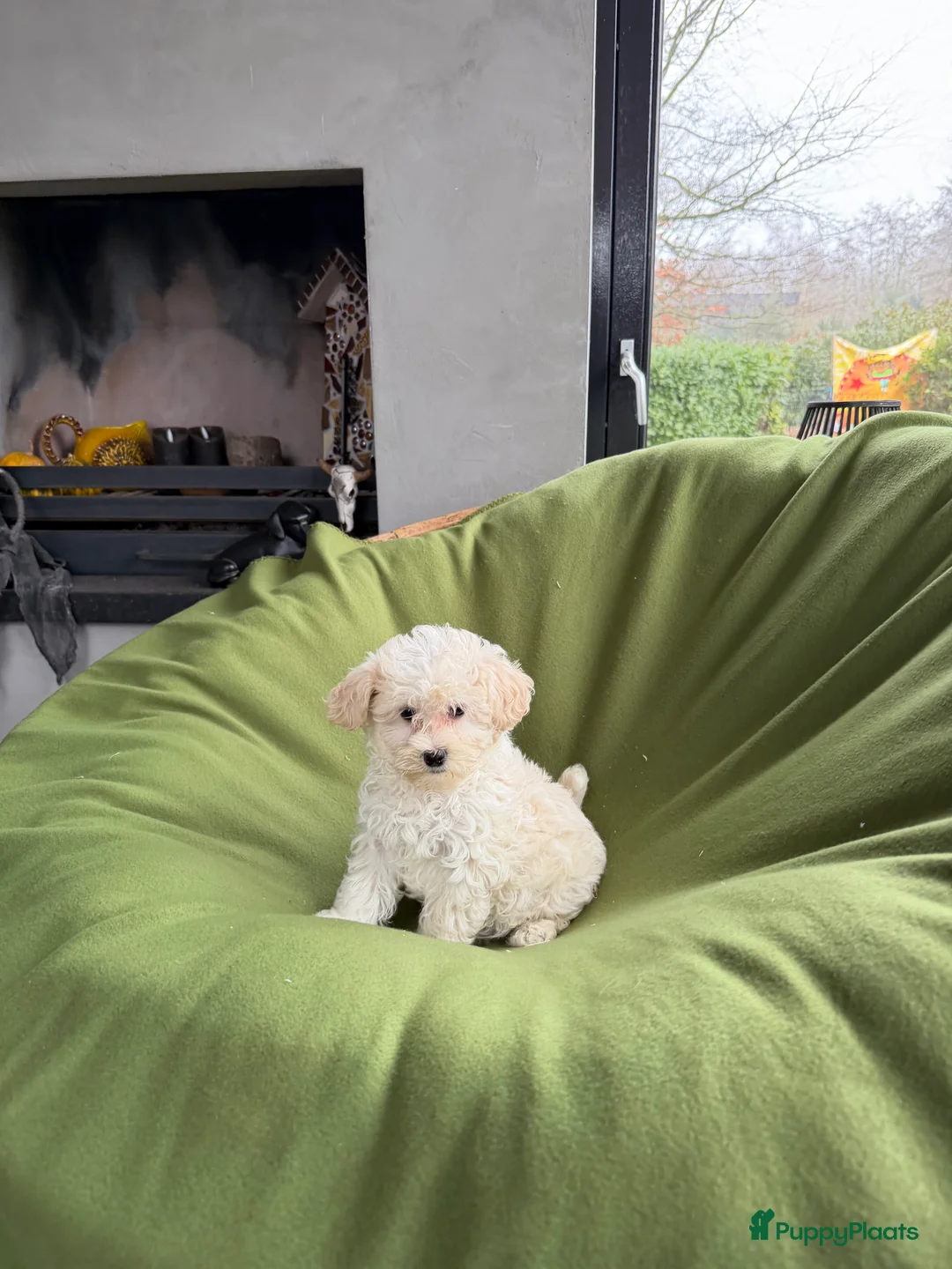 Maltipoo honden te koop: Maltipoo (Maltezer x Poedel) pup reutje - Advertentie 6
