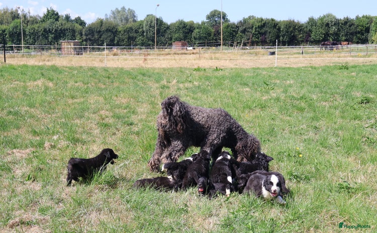 Australian Labradoodle honden - Advertentie 1
