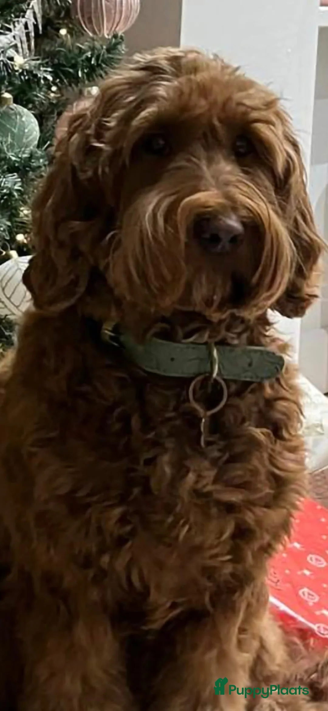 Australian Labradoodle honden te koop: Australian Labradoodle puppies - Advertentie 14