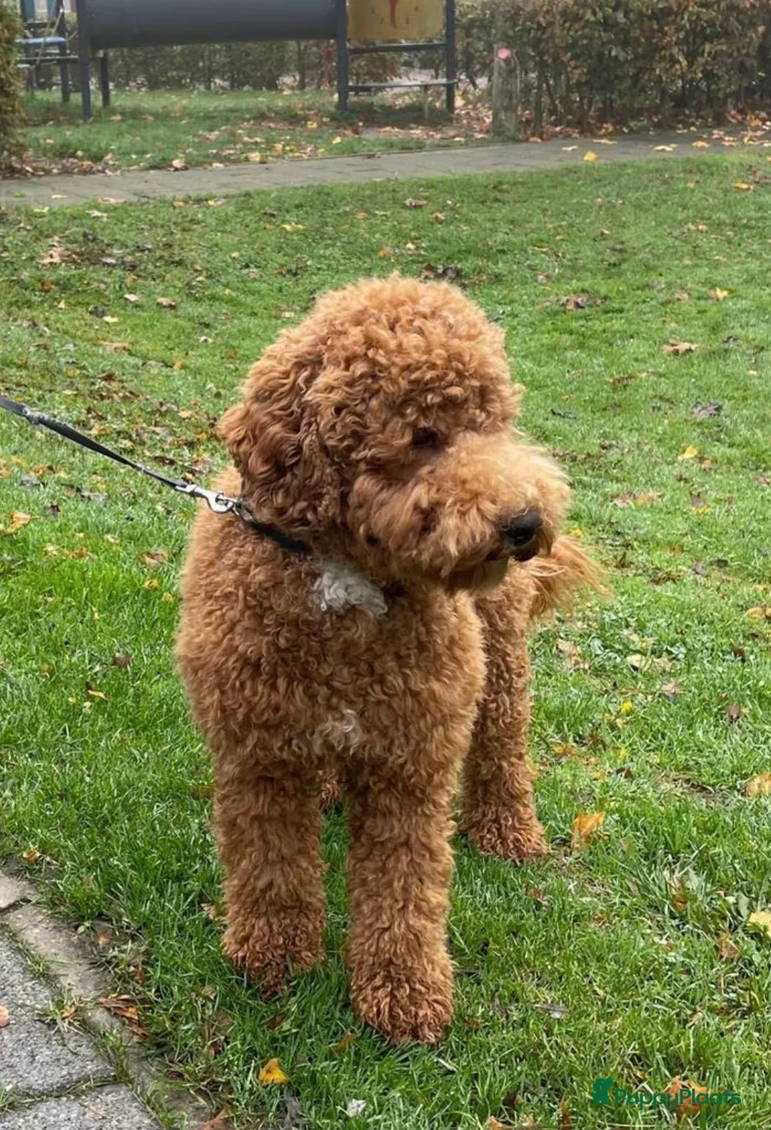 Kruising honden te koop: Prachtige  mini labradoodle pups  - Advertentie 11