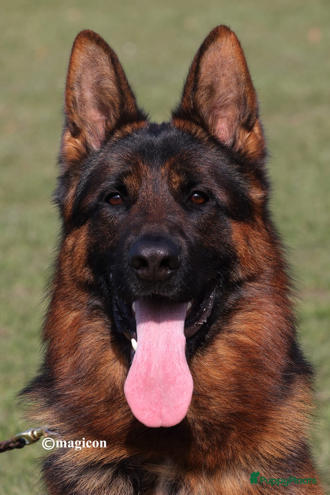 Duitse Herder honden te koop: Duitse Herder Puppy’s met Stamboom! - Advertentie 13