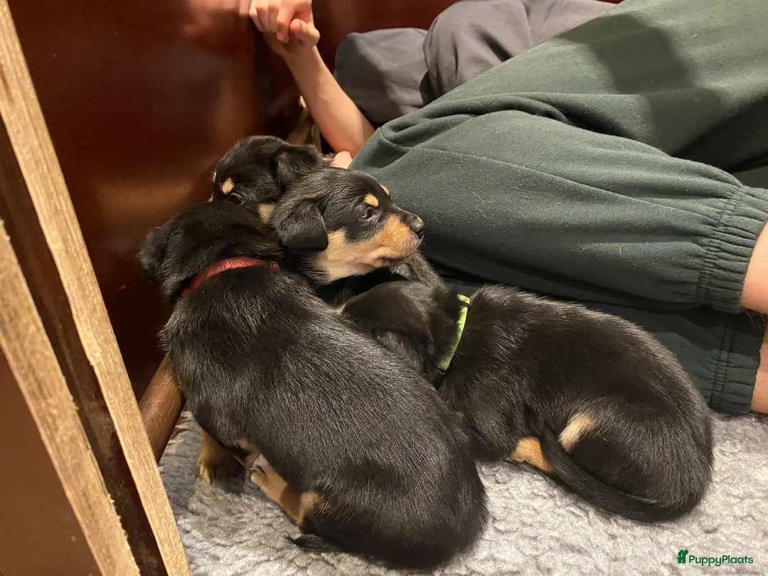 Australian Kelpie honden te koop: Working kelpie nog 1 reutje beschikbaar - Advertentie 10