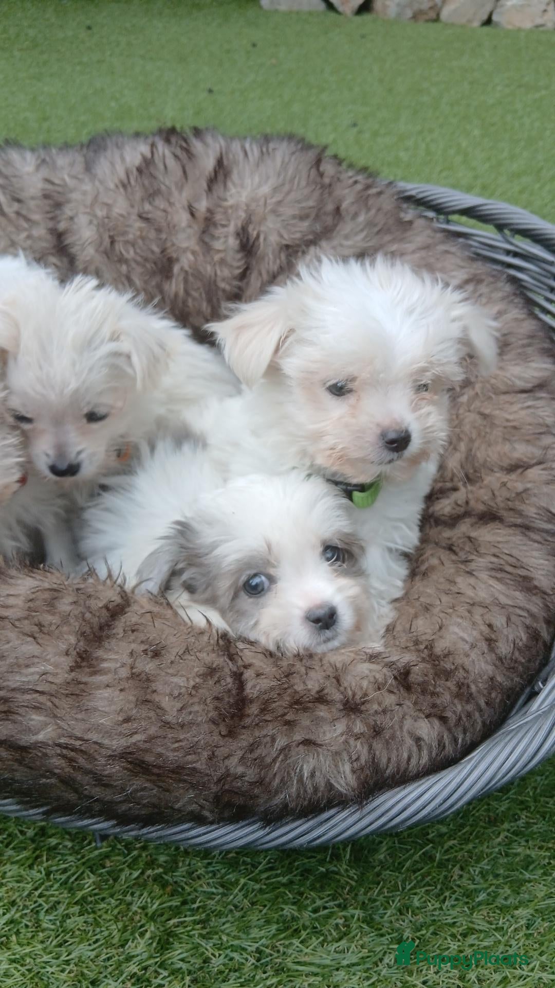 Boomer honden Laatste 2 prachtige boomer reutjesuit 1 malig nest - Advertentie 1