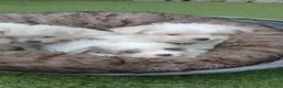 Boomer honden te koop: Laatste 2 prachtige boomer reutjesuit 1 malig nest - Advertentie 1